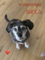 Sheila 